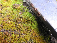 Vinealobryum insulanum