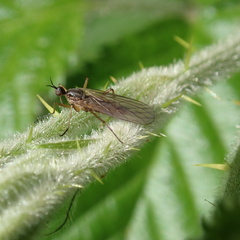 Empis trigramma
