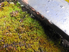 Vinealobryum insulanum