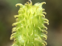 Ranunculus ollissiponensis