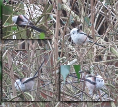 Aegithalos caudatus caudatus