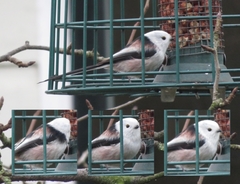 Aegithalos caudatus caudatus