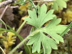 Ranunculus ollissiponensis