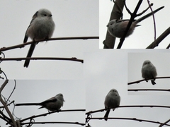 Aegithalos caudatus caudatus
