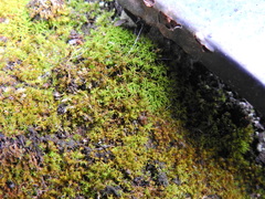 Vinealobryum insulanum