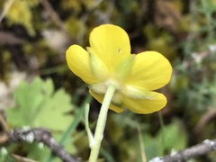 Ranunculus ollissiponensis