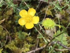 Ranunculus ollissiponensis
