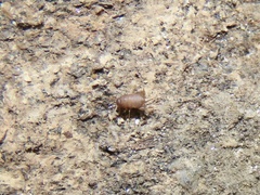 Myrmecophilus pergandei