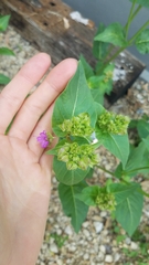 Mirabilis nyctaginea