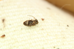 Ptinus fallax