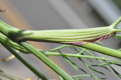 Lomatium ambiguum