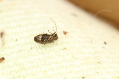 Ptinus fallax