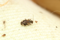 Ptinus fallax