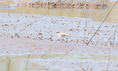 Charadrius dubius