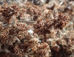 Chorizanthe howellii