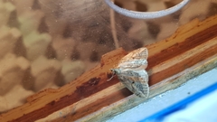 Chesias isabella