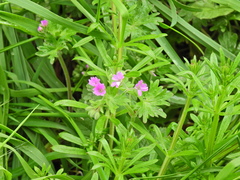 Geranium molle
