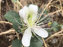 Capparis sicula