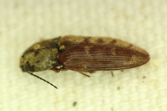 Prosternon bombycinum