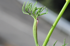 Lomatium ambiguum