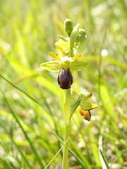 Ophrys fusca funerea