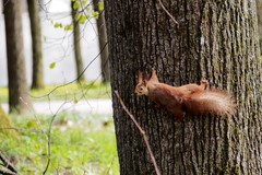 Sciurus vulgaris