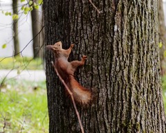 Sciurus vulgaris