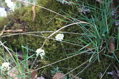 Schivereckia podolica