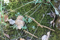 Schivereckia podolica