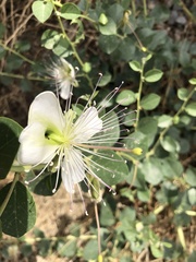 Capparis sicula