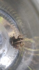 Pseudopaludicola falcipes