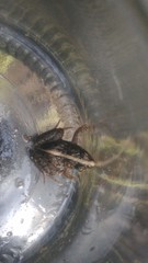 Pseudopaludicola falcipes