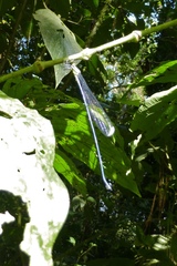 Mecistogaster modesta