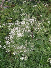 Apiaceae