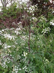 Apiaceae