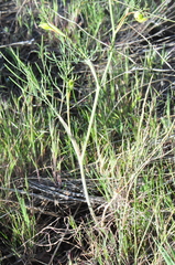 Lomatium ambiguum