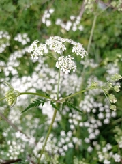 Apiaceae