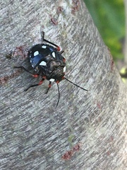 Chinavia erythrocnemis