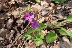 Primula cortusoides