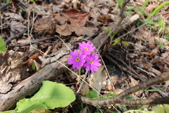 Primula cortusoides