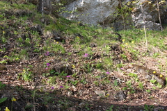 Primula cortusoides