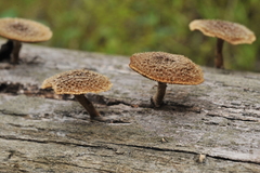 Lentinus