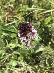 Neotinea ustulata ustulata