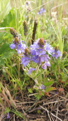Veronica teucrium