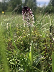 Neotinea ustulata ustulata