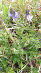 Veronica teucrium