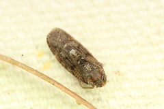 Synecdoche nemoralis