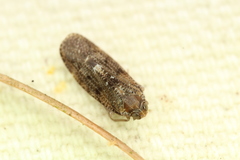 Synecdoche nemoralis