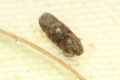 Synecdoche nemoralis
