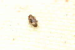 Ptinus fallax